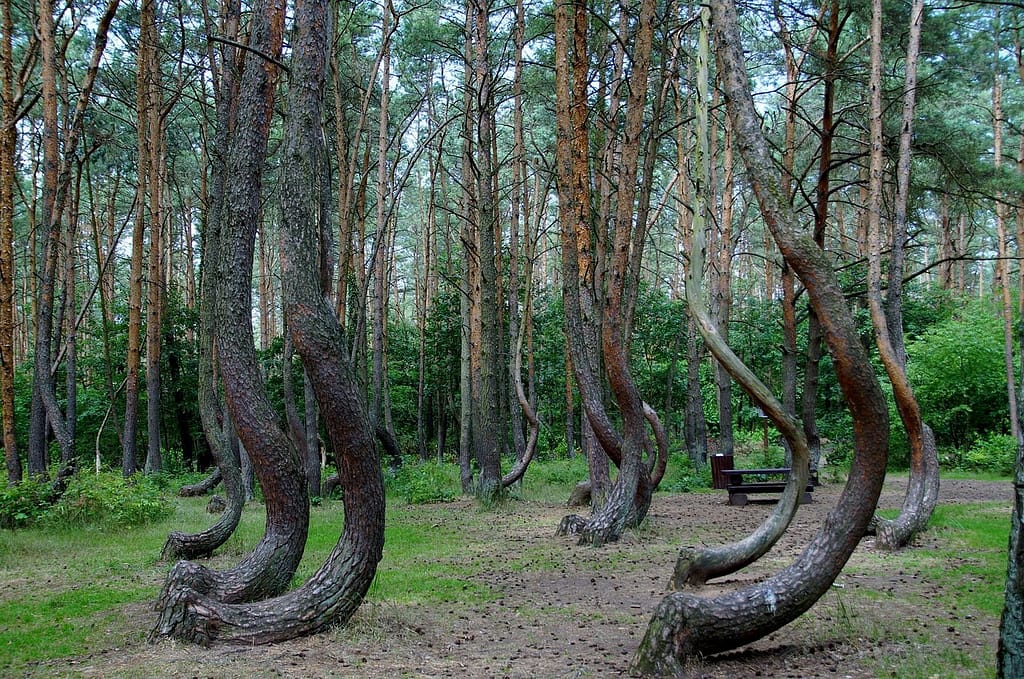 forêt de Gryphino en pologne
